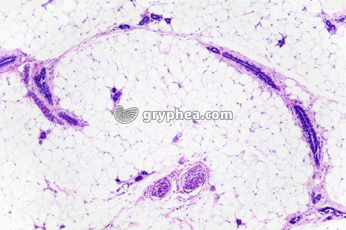 Glande mammaire au repos x25 - gryphea.com